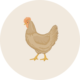 chicken chicken