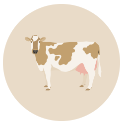 cow potato growers