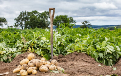 Digging Deep: The Hidden Work Behind Every Harvest