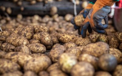 Don’t Bin the Skin: Unlocking the Power of Potato Peels