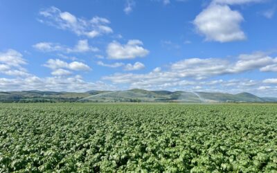 Feeding the Roots: Why Irrigation Is Essential to Every Crop