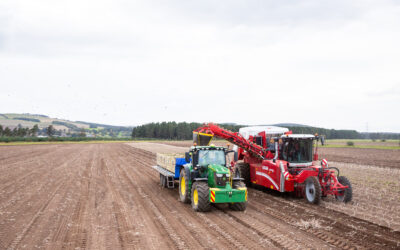 Harvest Time at Turvelaws: How We Lift Our Potatoes