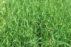 Black oat cover crop