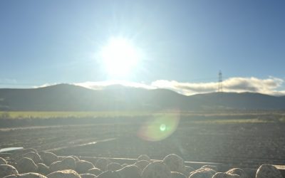 Spring is Springing!